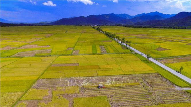 Trong ảnh: Cánh đồng Mường Thanh mùa lúa chín một màu vàng rực rỡ. Ảnh: Xuân Tư - TTXVN
