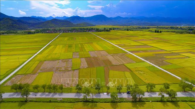 Trong ảnh: Vẻ đẹp của cánh đồng Mường Thanh mùa lúa chín. Ảnh: Xuân Tư - TTXVN