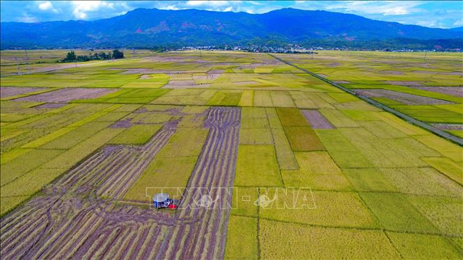 Trong ảnh: Mùa vàng rực rỡ trên cánh đồng Mường Thanh. Ảnh: Xuân Tư - TTXVN