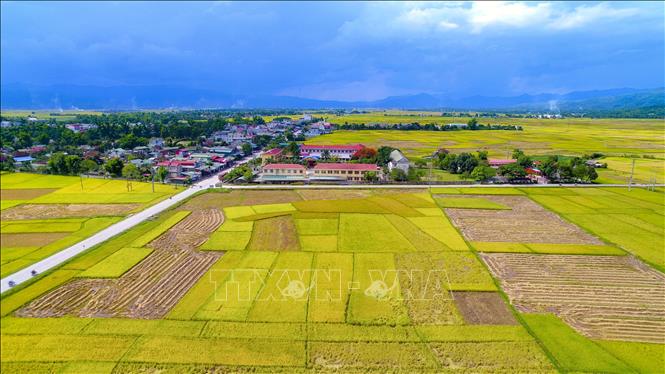 Trong ảnh: Cánh đồng Mường Thanh vàng rực giữa bản làng. Ảnh: Xuân Tư - TTXVN