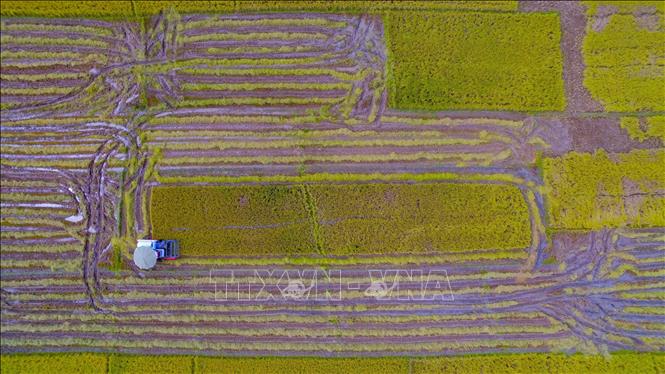 Trong ảnh: Thu hoạch lúa bằng máy gặt. Ảnh: Xuân Tư - TTXVN