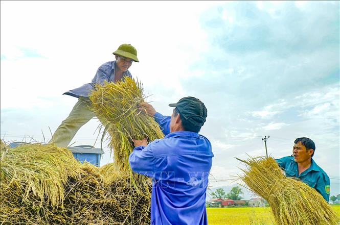 Trong ảnh: Thành quả của vụ mùa lao động là những bó lúa nặng trĩu hạt. Ảnh: Xuân Tư - TTXVN