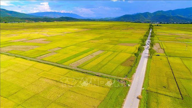 Trong ảnh: Vẻ đẹp mênh mông của cánh đồng Mường Thanh. Ảnh: Xuân Tư - TTXVN