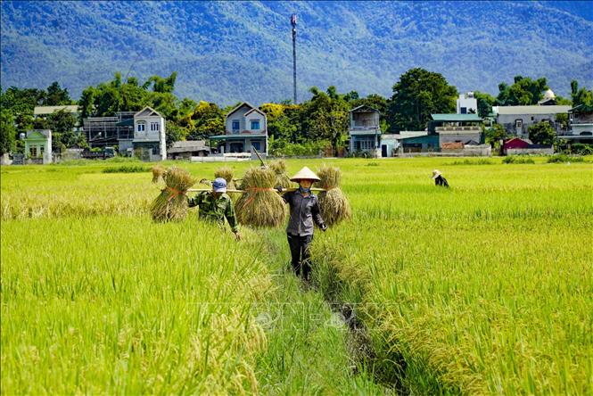 Trong ảnh: Người dân thu hoạch lúa trên cánh đồng. Ảnh: Xuân Tư - TTXVN