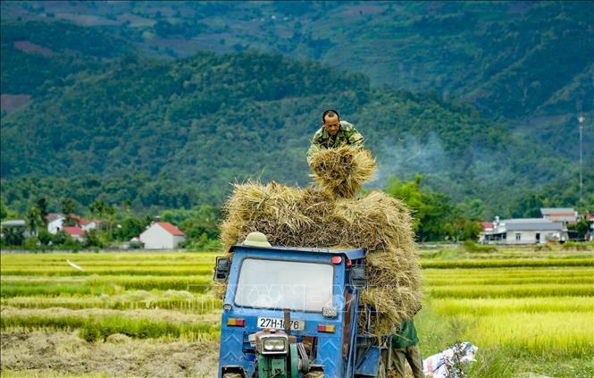 Trong ảnh: Lúa sau khi thu hoạch được chuyển lên xe mang về nhà. Ảnh: Xuân Tư - TTXVN