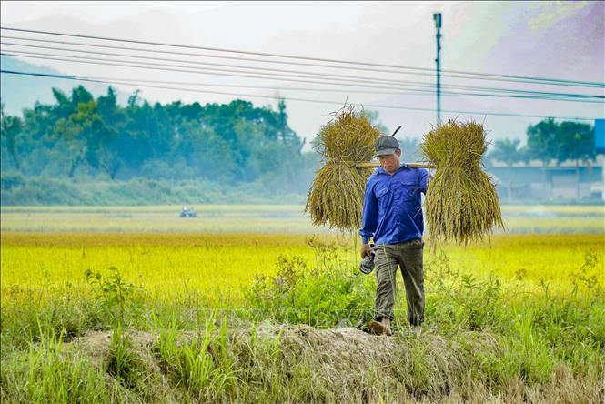 Trong ảnh: Người dân gánh lúa lên bờ. Ảnh: Xuân Tư - TTXVN
