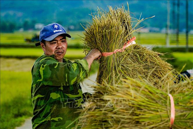 Trong ảnh: Những bó lúa nặng trĩu báo hiệu một vụ mùa bội thu. Ảnh: Xuân Tư - TTXVN