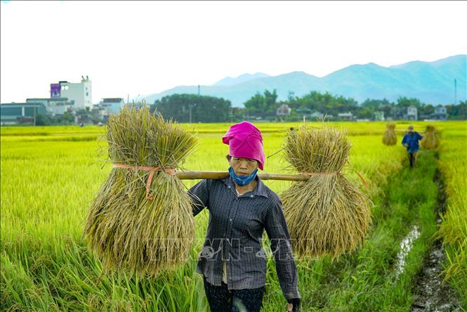 Trong ảnh: Người dân thu hoạch lúa trên cánh đồng. Ảnh: Xuân Tư - TTXVN