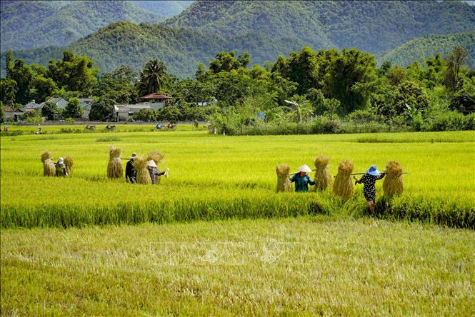 Trong ảnh: Người dân gánh lúa lên bờ. Ảnh: Xuân Tư - TTXVN