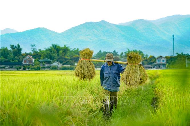 Trong ảnh: Người dân thu hoạch lúa trên cánh đồng. Ảnh: Xuân Tư - TTXVN