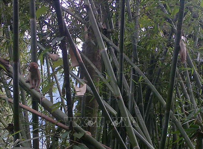 Trong ảnh: Khỉ mốc đang còn bé, một loài Linh trưởng đã xuất hiện tại Khu bảo tồn thiên nhiên Pù Hu, Thanh Hóa. Ảnh: Nguyễn Nam-TTXVN