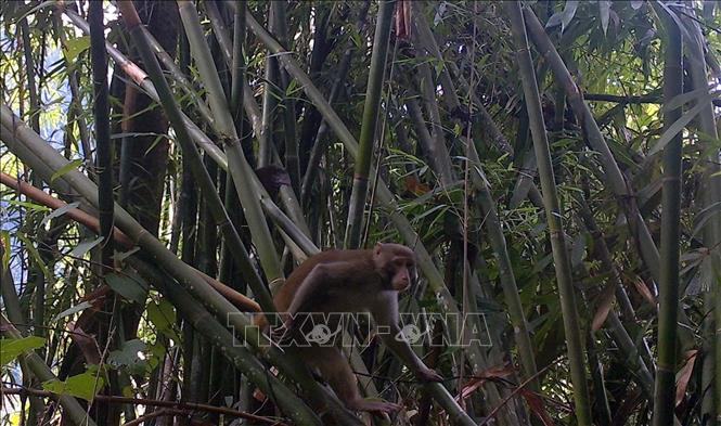 Linh trưởng khỉ mang lại sự cân bằng cho động vật hoang dã, giúp bảo tồn loài và bảo vệ môi trường. Hãy xem những bức ảnh linh trưởng khỉ để tôn vinh công việc của những người bảo vệ thiên nhiên.