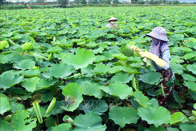 Trong ảnh: Người dân xã Kim Liên chuyển đổi ruộng lúa thấp trũng năng suất thấp sang trồng sen mang lại hiệu quả kinh tế cao. Ảnh: Tá Chuyên - TTXVN