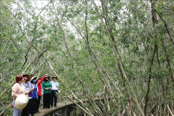Trong ảnh: Du khách khám phá nét đẹp hoang sơ khu rừng tràm dọc theo hai bên cung đường bê-tông. Ảnh: Thanh Bình-TTXVN