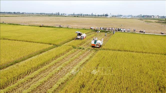 Trong ảnh: Thu hoạch lúa hữu cơ tại Hợp tác xã Kim Long, xã Hải Quế, huyện Hải Lăng. Ảnh: Thanh Thủy-TTXVN 