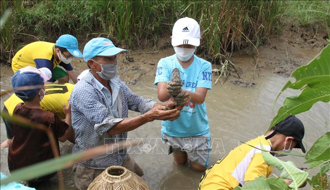 Trong ảnh: Học sinh tham gia tuor bắt cá tại ruộng lúa hữu cơ. Ảnh: Thanh Thủy-TTXVN 
