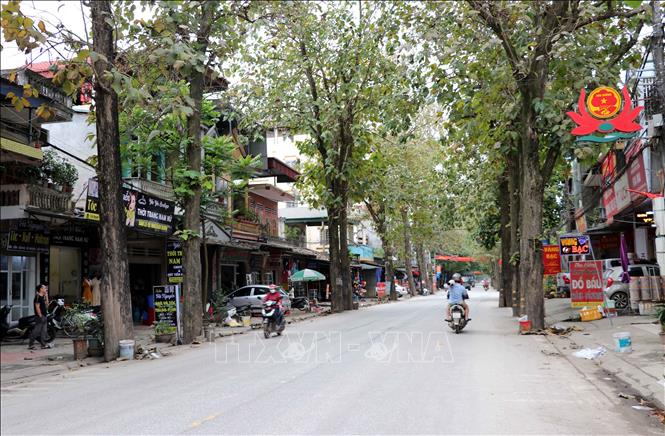 Trong ảnh: Hàng cây cổ thụ thị trấn Sơn Dương (huyện Sơn Dương). Ảnh: Vũ Quang – TTXVN
