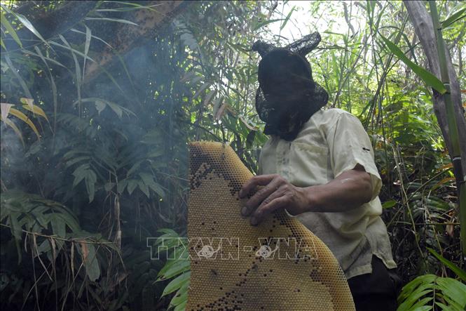 Trong ảnh: Nông dân xã Vân Khánh Tây, huyện An Minh thu hoạch ong mật. Ảnh: Lê Sen - TTXVN