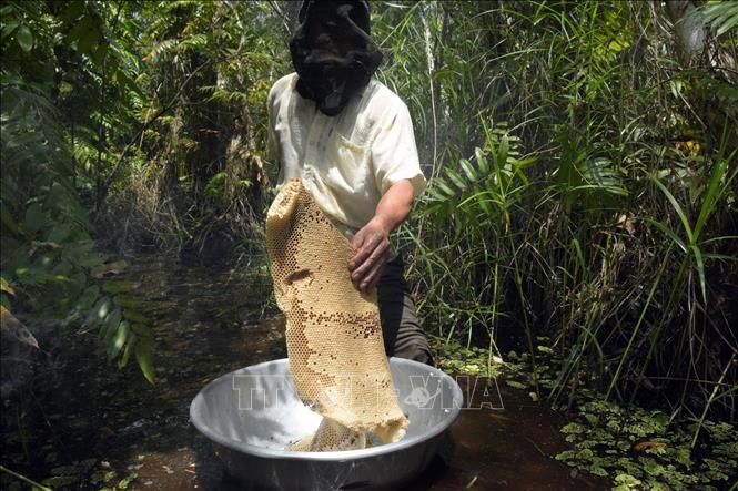 Trong ảnh: Nông dân xã Vân Khánh Tây, huyện An Minh thu hoạch ong mật. Ảnh: Lê Sen - TTXVN