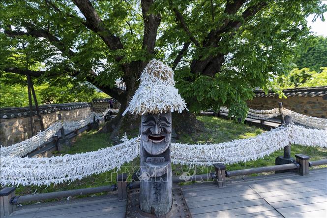Trong ảnh: Cây Sồi (Zelkova) có tuổi đời hơn 600 năm - là nơi du khách thăm quan đều viết giấy buộc vào các cột dây chăng dưới gốc cây để cầu sức khỏe, bình an và may mắn. Ảnh: Anh Nguyên-TTXVN