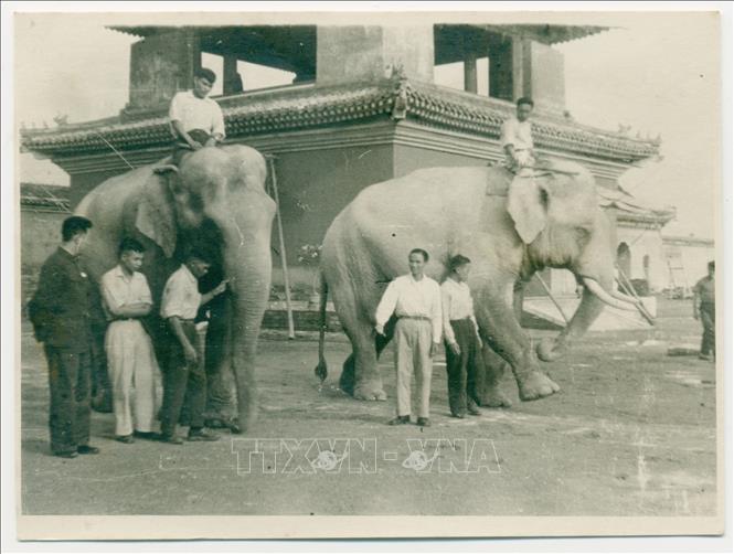 Trong ảnh: Hai chú voi Xung và Cung tại Bắc Kinh năm 1964. Ảnh: TTXVN phát