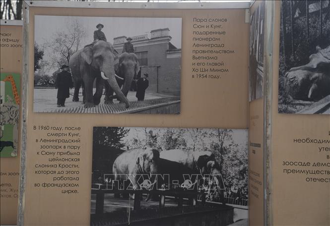 Trong ảnh: Hai chú voi Xung và Cung cùng đoàn tùy tùng tại Vườn bách thú Leningrad. Ảnh: Duy Trinh - PV TTXVN tại Nga