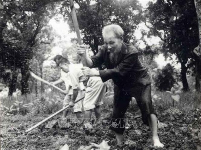 Bác Hồ cuốc đất, trồng rau trong vườn Phủ Chủ tịch (năm 1957). Ảnh: TTXVN