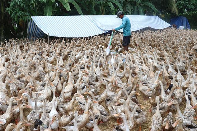 Trong ảnh: Nuôi vịt lấy trứng tại hộ anh Nguyễn Văn Thìa, xã Tân Phú, huyện Thanh Bình. Ảnh: Nguyễn Văn Trí -TTXVN