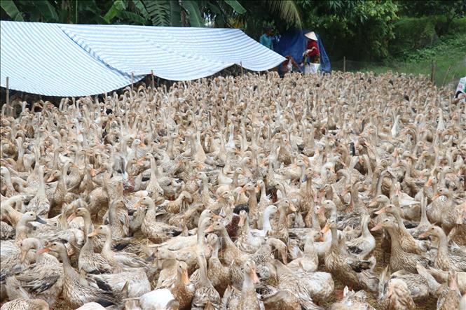 Trong ảnh: Nuôi vịt có lấy trứng tại hộ anh Nguyễn Văn Thìa, xã Tân Phú, huyện Thanh Bình. Ảnh: Nguyễn Văn Trí -TTXVN
