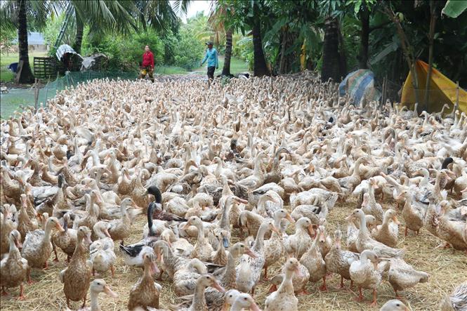 Trong ảnh: Nuôi vịt cò lấy trứng tại hộ anh Nguyễn Văn Thìa, xã Tân Phú, huyện Thanh Bình. Ảnh: Nguyễn Văn Trí -TTXVN