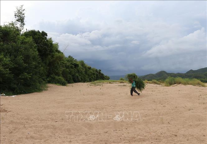 Trong ảnh: Hàng chục héc-ta đất trồng mía của người dân thôn Tân Phú, xã Sơn Xuân Nam (Đồng Xuân, Phú Yên) bị cát bồi lấp không thể sản xuất, phải bỏ hoang. Ảnh: Phạm Cường - TTXVN