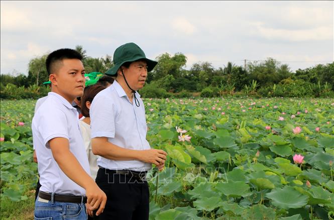 Trong ảnh: Chủ tịch UBND tỉnh Đồng Tháp Phạm Thiện Nghĩa khảo sát vùng trồng sen ở huyện Tháp Mười. Ảnh: Nhựt An - TTXVN