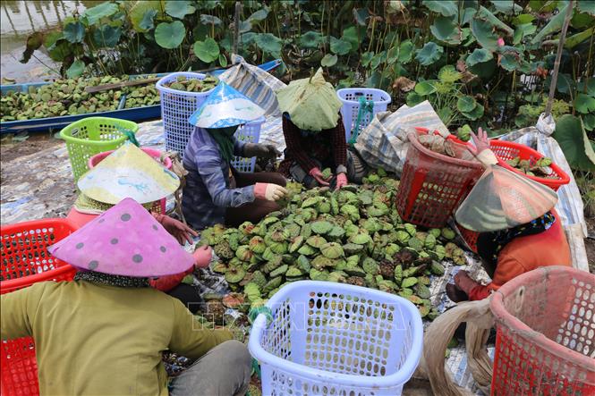 Trong ảnh: Người dân xã Hưng Thạnh, huyện Tháp Mười phân loại gương sen sau khi thu hoạch. Ảnh: Nhựt An - TTXVN