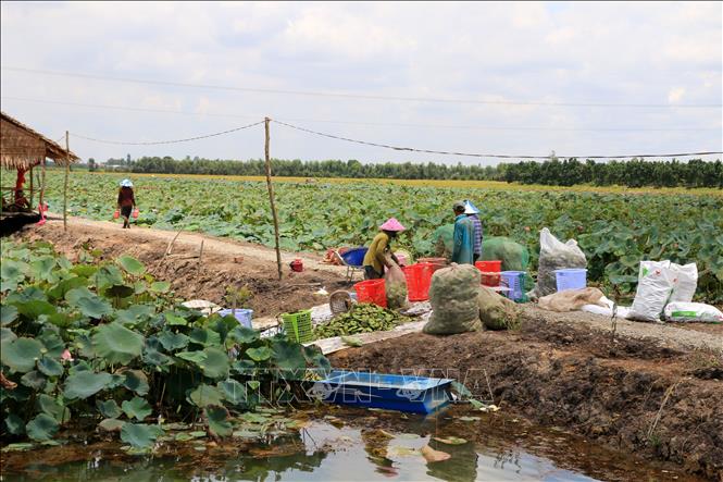 Trong ảnh: Người dân xã Hưng Thạnh, huyện Tháp Mười thu hoạch gương sen. Ảnh: Nhựt An - TTXVN