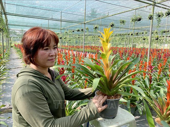 Trong ảnh: Chị Nguyễn Thị Nga kiểm tra cây cảnh. Ảnh: Chương Đài - TTXVN