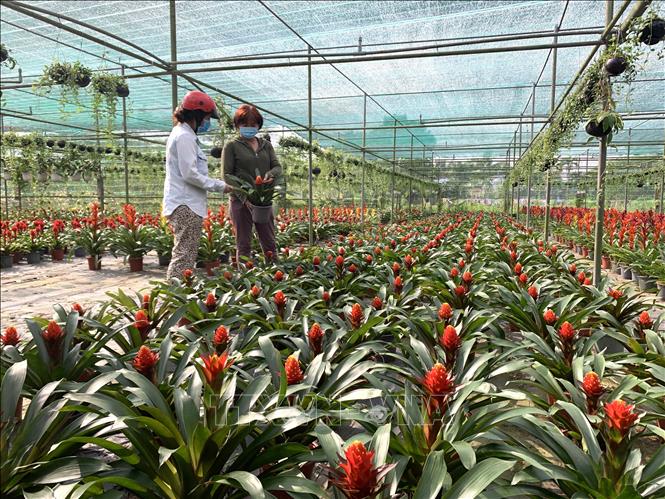 Trong ảnh: Chị Nguyễn Thị Nga (áo xanh đen, bên phải) giới thiệu các giống hoa kiểng cho thương lái. Ảnh: Chương Đài - TTXVN