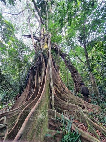 The anyan tree in Quang Truc border commune of Dak Nong’s Tuy Duc district is recognised as a heritage tree./.
