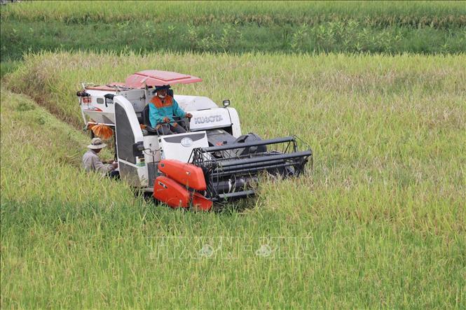 Trong ảnh: Người dân khẩn trương thu hoạch lúa tránh lũ tiểu mãn tại cánh đồng thôn Kính Chúc, xã Gia Phú, huyện Gia Viễn. Ảnh: Đức Phương - TTXVN
