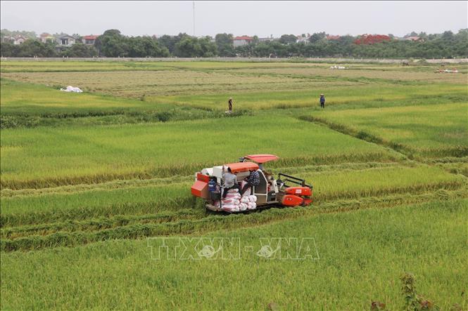 Trong ảnh: Người dân khẩn trương thu hoạch lúa tránh lũ tiểu mãn tại cánh đồng thôn Kính Chúc, xã Gia Phú, huyện Gia Viễn. Ảnh: Đức Phương - TTXVN