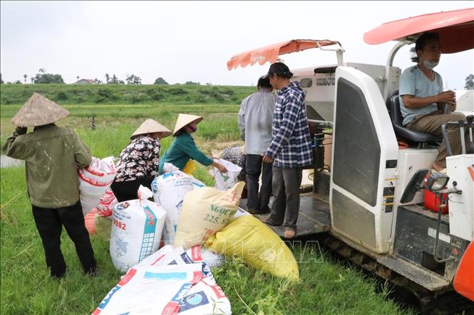 Trong ảnh: Người dân khẩn trương thu hoạch lúa tránh lũ tiểu mãn tại cánh đồng thôn Kính Chúc, xã Gia Phú, huyện Gia Viễn. Ảnh: Đức Phương - TTXVN