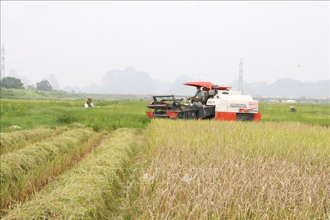 Trong ảnh: Người dân khẩn trương thu hoạch lúa tránh lũ tiểu mãn tại cánh đồng thôn Kính Chúc, xã Gia Phú, huyện Gia Viễn. Ảnh: Đức Phương - TTXVN