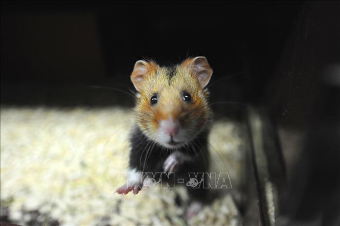 Trong ảnh (tư liệu): Chuột hamster được nuôi tại Hunawihr, miền đông nước Pháp. Ảnh: AFP/ TTXVN