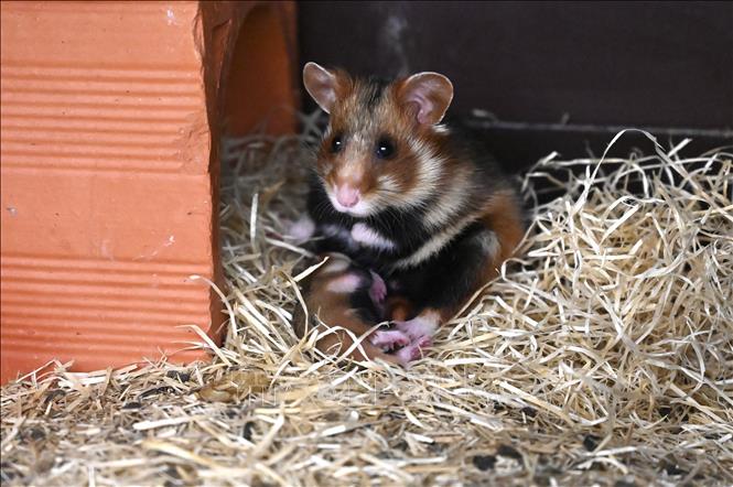 Trong ảnh (tư liệu): Chuột hamster được nuôi tại Jungholtz, miền đông nước Pháp, ngày 23/7/2020. Ảnh: AFP/ TTXVN