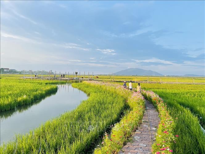 Những làng lúa, làng hoa hiển hiện ngay giữa lòng thành phố Hà Tĩnh, tạo cảnh quan, điểm nhấn sinh thái cho đô thị. Ảnh: Hoàng Ngà - TTXVN