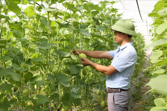 Xã Nhị Bình chuyển đổi cơ cấu kinh tế nông nghiệp theo định hướng phát  triển nền nông nghiệp đô thị có hiệu quả cao  Xã Đông Thạnh