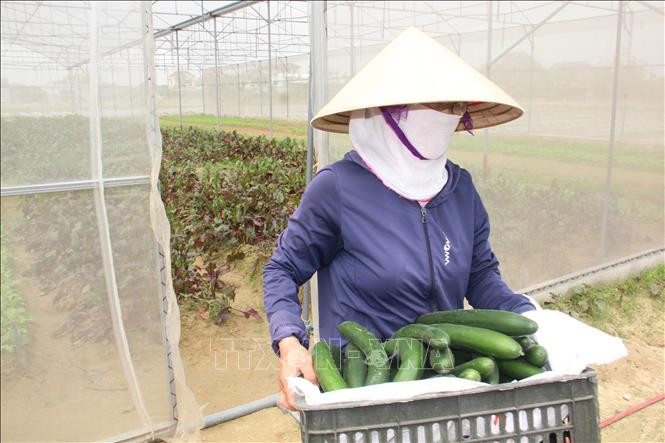 Dưa chuột được trồng theo hướng hữu cơ tại HTX thanh niên Thành Sen, thành phố Hà Tĩnh. Ảnh: Hoàng Ngà - TTXVN