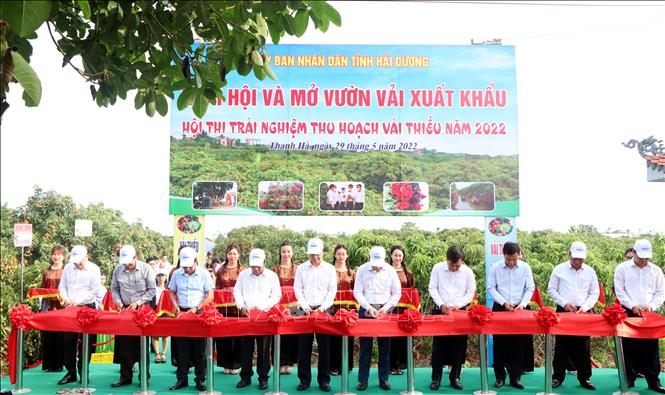 Cắt băng khai hội, mở vườn thu hái vải xuất khẩu tại Hải Dương. Ảnh: Mạnh Tú - TTXVN