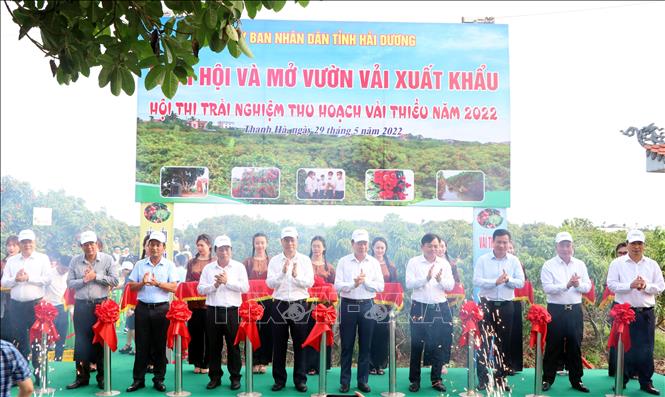 Cắt băng khai hội, mở vườn thu hái vải xuất khẩu tại tỉnh Hải Dương. Ảnh: Mạnh Tú - TTXVN