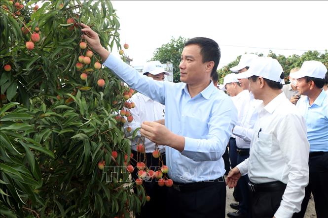 Các đại biểu trải nghiệm thu hái vải xuất khẩu của tỉnh Hải Dương. Ảnh: Mạnh Tú - TTXVN