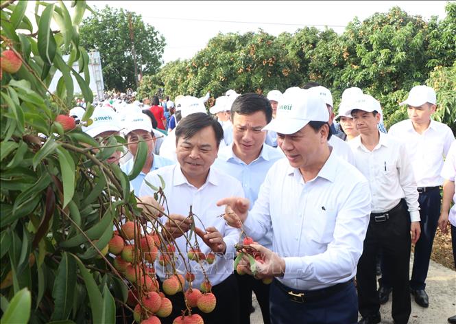 Lãnh đạo các bộ, ngành, tỉnh Hải Dương và các đại biểu trải nghiệm thu hái vải xuất khẩu. Ảnh: Mạnh Tú - TTXVN